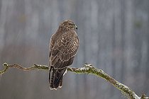 Biosphoto | 2593326 | Buse variable (Buteo buteo) sur une branche. Forêt de Bialowieza, site du patrimoine mondial de l'UNESCO, Pologne, Europe. | &copy; Franco Banfi / Biosphoto