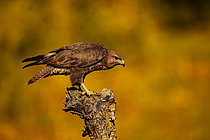Biosphoto | 2609053 | Buse variable (Buteo buteo) sur une branche, Pyrénées, Espagne | &copy; Guy Van Langenhove / Biosphoto
