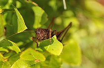 Biosphoto | 1254402 | Bush cricket male on Wortleberry leaves Vosges France | &copy; Denis Bringard / Biosphoto