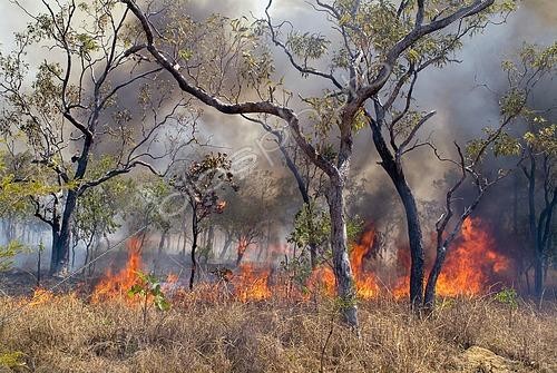 Biosphoto | 2450348 | Bush fire, forest fire in Western Australia, Australia, Oceania | &copy; Gerhard Zwerger-Schoner / imageBROKER / Biosphoto