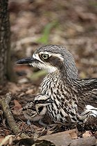 Biosphoto | 1603447 | Bush stone-curlew (Burhinus grallarius), female adult with chick, Australia | &copy; Jspix / imageBROKER / Biosphoto