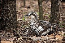 Biosphoto | 1603448 | Bush stone-curlew (Burhinus grallarius), female adult with chick, Australia | &copy; Jspix / imageBROKER / Biosphoto