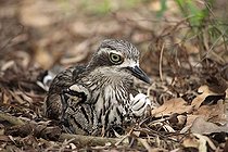 Biosphoto | 1603449 | Bush stone-curlew (Burhinus grallarius), female adult with chick, Australia | &copy; Jspix / imageBROKER / Biosphoto
