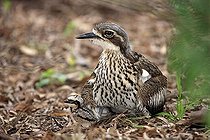 Biosphoto | 1603450 | Bush stone-curlew (Burhinus grallarius), female adult with chick, Australia | &copy; Jspix / imageBROKER / Biosphoto