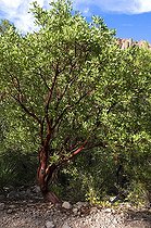 Biosphoto | 1250015 | Busserole MN Chiricahua Mountains Arizona USA | &copy; Daniel Heuclin / Biosphoto