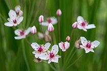Biosphoto | 2453750 | Butome en ombelle (Butomus umbellatus) en fleurs, Parc naturel régional des Vosges du Nord, France | &copy; Michel Rauch / Biosphoto