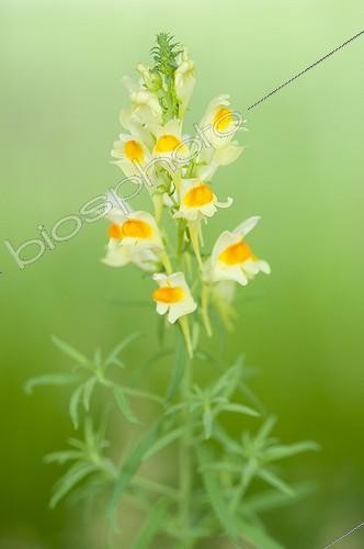 Biosphoto | 1900765 | Butter and eggs flowers in a wasteland Lorraine France  | &copy; Stéphane Vitzthum / Biosphoto