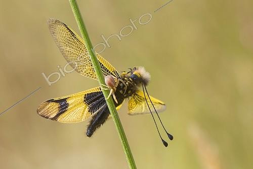 Biosphoto | 2009616 | Butterfly-lion and crab spider - Plaine des Maures France | &copy; André Simon / Biosphoto