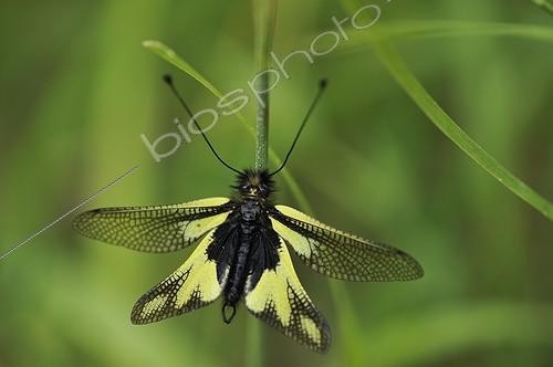 Biosphoto | 922571 | Butterfly-lion on a stalk of grass in the spring France  | &copy; Bernard Dubreuil / Biosphoto