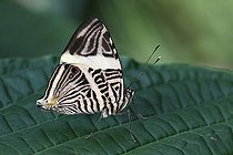 Biosphoto | 1488399 | Butterfly on a leaf in a Butterfly House | &copy; Patrick Glaume / Biosphoto
