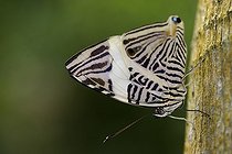 Biosphoto | 1488401 | Butterfly on a trunk in a Butterfly House | &copy; Patrick Glaume / Biosphoto