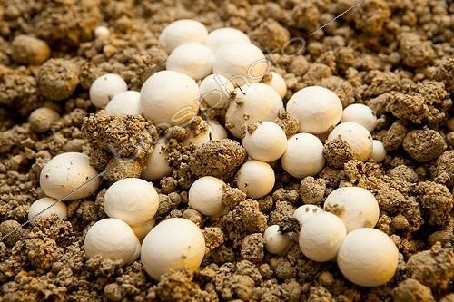 Biosphoto | 1623943 | Button Mushrooms growing in a mushroom farm, France | &copy; Jean-Baptiste Strobel / Biosphoto
