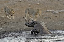 Biosphoto | 2057270 | By going to drink it Black Rhino stumbled into a cavity and tipped into the water point. He tries to emerge but three lions that were nearby were attracted by the noise. They approach to enjoy the oportunity. | &copy; Michel Bureau / Biosphoto