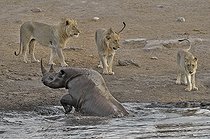 Biosphoto | 2057271 | By going to drink it Black Rhino stumbled into a cavity and tipped into the water point. He tries to emerge but three lions that were nearby were attracted by the noise. They approach to enjoy the oportunity. | &copy; Michel Bureau / Biosphoto