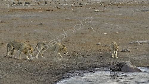 Biosphoto | 2057273 | By going to drink it Black Rhino stumbled into a cavity and tipped into the water point. He tries to emerge but three lions that were nearby were attracted by the noise. They approach to enjoy the oportunity. | &copy; Michel Bureau / Biosphoto