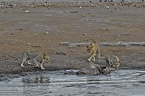 Biosphoto | 2057274 | By going to drink it Black Rhino stumbled into a cavity and tipped into the water point. He tries to emerge but three lions that were nearby were attracted by the noise. They approached and enjoy the oportunity. | &copy; Michel Bureau / Biosphoto