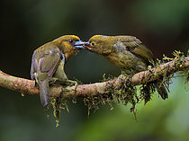 Biosphoto | 2608901 | Cabézon de Frantzius (Semnornis frantzii), adulte nourrissant un oisillon prêt à s'envoler, Chiriqui Highlands, Panama | &copy; Ignacio Yufera / Biosphoto