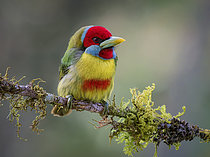 Biosphoto | 2608933 | Cabézon élégant (Eubucco v. versicolor), mâle adulte de la sous-espèce 