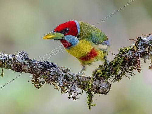 Biosphoto | 2608633 | Cabézon élégant (Eubucco versicolor), mâle, Pérou | &copy; Ignacio Yufera / Biosphoto