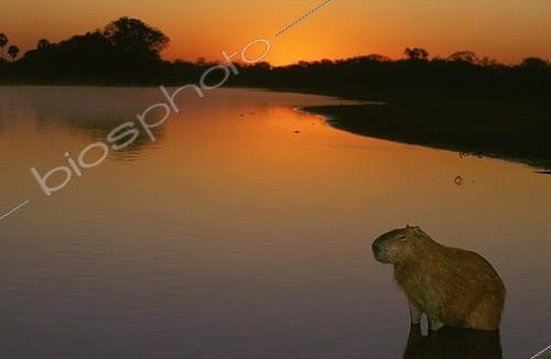 Biosphoto | 5967 | Cabiai dans le Pantanal Brésil | &copy; Theo Allofs / Biosphoto