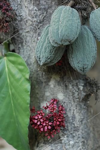 Biosphoto | 717050 | Cacao tree with flowers fruits and leaf in Brazil Amazon | &copy; Jean-Paul Chatagnon / Biosphoto