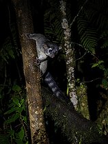 Biosphoto | 2570700 | Cacomistle (Bassariscus sumichrasti), Chiriqui Highlands, Panama | &copy; Ignacio Yufera / Biosphoto