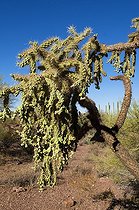 Biosphoto | 1250085 | Cactus Cholla MN Organ Pipe Cactus Arizona USA | &copy; Daniel Heuclin / Biosphoto