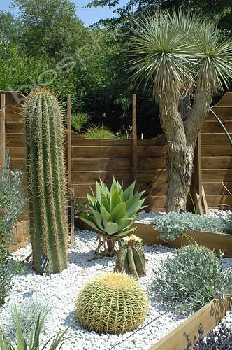 Biosphoto | 2073132 | Cactus, Festival des Jardins de Chaumont sur Loire 2015 | &copy; Catherine Fruhinsholz / Biosphoto