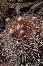 Biosphoto | 1249376 | Cactus oursin PN Vallée de la Mort USA | &copy; Daniel Heuclin / Biosphoto