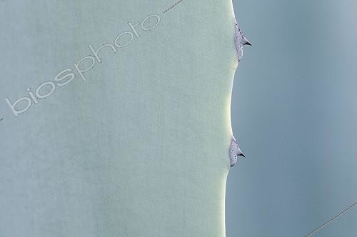 Biosphoto | 941234 | Cactus - variety not identified, Cactus | &copy; Paul Tomlins / Flowerphotos / Biosphoto