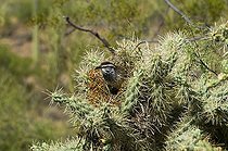 Biosphoto | 1250083 | Cactus Wren at nest on a Cholla Arizona USA | &copy; Daniel Heuclin / Biosphoto