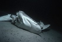 Biosphoto | 1251363 | Cadavres de Requins jetés par dessus bord Costa Rica | &copy; Jeffrey Rotman / Biosphoto
