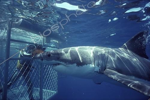 Biosphoto | 37844 | Cage to make a movie about the Great White Shark Australia ; Site : Dangerous Reef | &copy; Jeffrey Rotman / Biosphoto