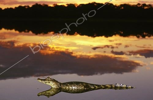 Biosphoto | 7670 | Caïman à lunettes au coucher de soleil Pantanal Brésil | &copy; Theo Allofs / Biosphoto