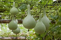 Biosphoto | 1264897 | Calabashes 'Bouteille' climbing in a kitchen garden | &copy; NouN / Biosphoto