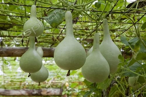 Biosphoto | 1264897 | Calabashes 'Bouteille' climbing in a kitchen garden ; Or 'Pelerine' | &copy; NouN / Biosphoto