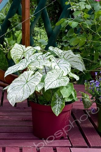 Biosphoto | 527293 | Caladium 'Candidum' on a garden terrace | &copy; Frédéric Didillon / Biosphoto