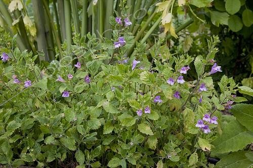 Biosphoto | 1138471 | Calament en fleur dans un jardin | &copy; NouN / Biosphoto