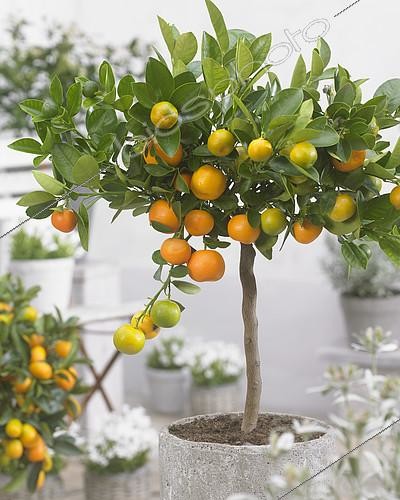 Biosphoto | 2113232 | Calamondin (Citrofortunella × microcarpa) en fruits | &copy; Visions Pictures / Biosphoto