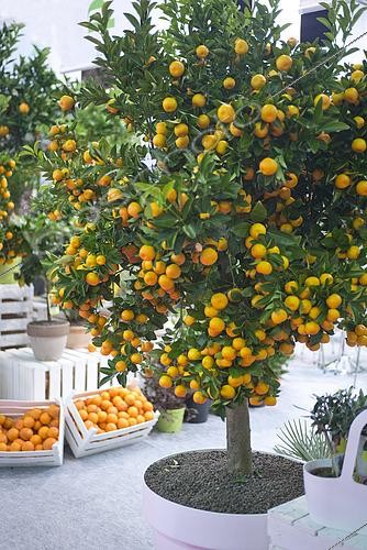 Biosphoto | 2494560 | Calamondin (Citrofortunella × microcarpa) en fruits | &copy; Jacques Moreau / Visions Pictures / Biosphoto