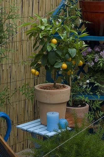 Biosphoto | 487554 | Calamondin sur terrasse | &copy; Xiaodisc / Green Eye / Biosphoto