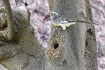 Biosphoto | 2601886 | Calao à bec rouge (Tockus erythrorhynchus), près de son nid, creusé dans un tronc, Etosha national Park, Namibie, France | &copy; Alain Roux / Biosphoto