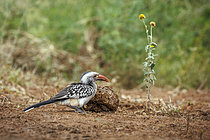 Biosphoto | 2609287 | Calao d'Afrique du Sud (Tockus rufirostris) au sol à côté d'excréments d'éléphants dans le parc national du Grand Kruger, Afrique du Sud. | &copy; Patrice Correia / Biosphoto
