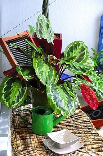 Biosphoto | 917374 | Calathea on a balcony | &copy; Frédéric Didillon / Biosphoto