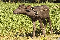 Biosphoto | 2598073 | Calf Nadiad, Gujarat, India, Asia | &copy; dad fotos / imageBROKER / Biosphoto