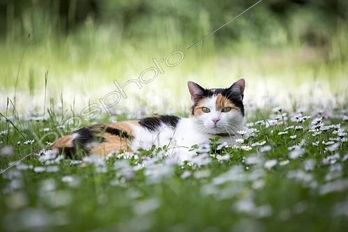 Biosphoto | 2156977 | Calico cat (Felis silvestris catus) lying in a meadow with daisies (Bellis perennis), Germany, Europe | &copy; Meike Engels / imageBROKER / Biosphoto