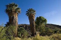 Biosphoto | 1250408 | California Fan Palm Joshua's Tree NM California USA | &copy; Daniel Heuclin / Biosphoto