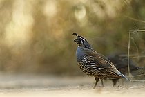Biosphoto | 2395550 | California quail male (Callipepla californica), Marin County, California, USA | &copy; Jack Chapman / Biosphoto
