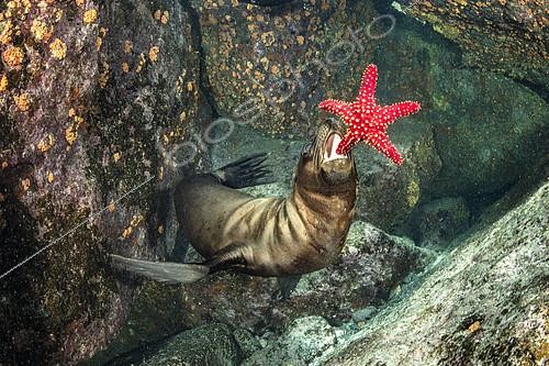Biosphoto | 2128562 | California sea lion, (Zalophus californianus), playing with seastar, Los Islotes, Sea of Cortez, Baja California, Mexico, East Pacific Ocean | &copy; Franco Banfi / Biosphoto