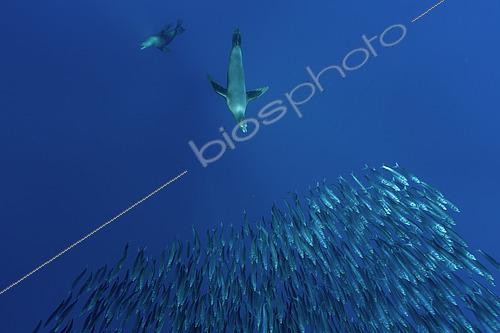 Biosphoto | 2615568 | California Sea Lion (Zalophus californianus) looking for sardine's bait ball (Sardinops sagax), Magdalena Bay, West Coast of Baja California, Pacific Ocean, Mexico | &copy; Franco Banfi / Biosphoto